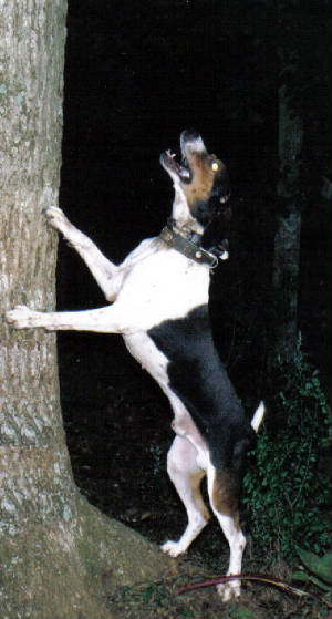 tatertreed.jpg